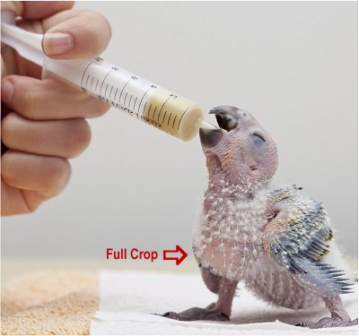 Best Hand Feeding For Parrots 250gm